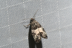 Gypsonoma adjuncta