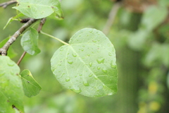 Jatropha cordata