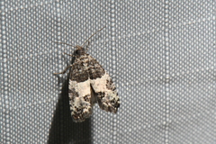 Gypsonoma adjuncta