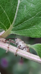Curculionidae