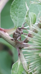 Curculionidae