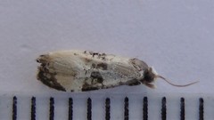 Phalonidia memoranda