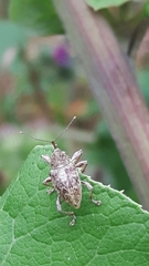 Curculionidae