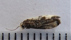 Phalonidia memoranda