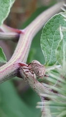 Curculionidae