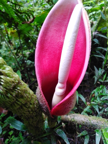 Philodendron verrucosum