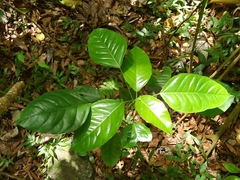 Dendropanax arboreus