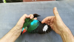 Pitta sordida cucullata