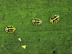 Nipaecoccus aurilanatus