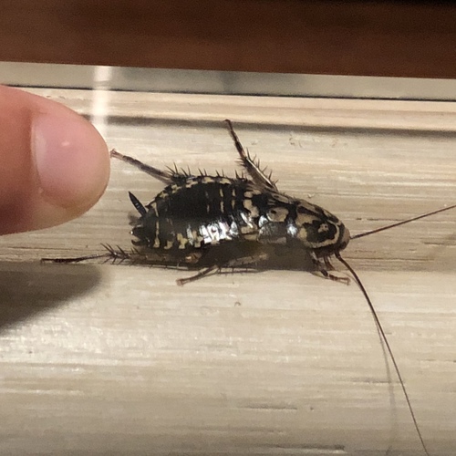 Harlequin Cockroach photo 5