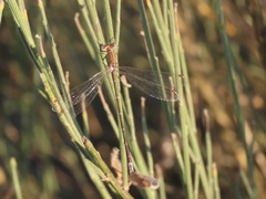 Lestes virens