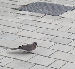 Streptopelia senegalensis