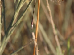 Lestes virens