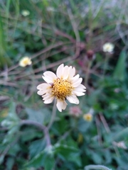 Tridax procumbens