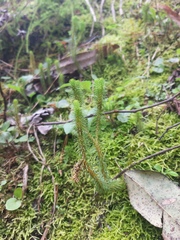 Phlegmariurus reflexus