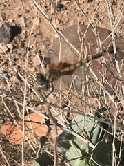 Macrodiplax balteata