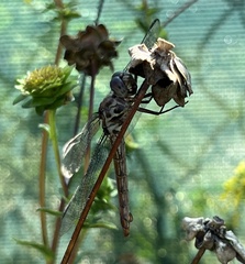 Orthemis ferruginea