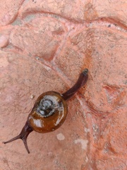 Macrochlamydinae