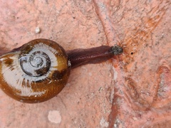 Macrochlamydinae