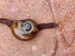 Macrochlamydinae