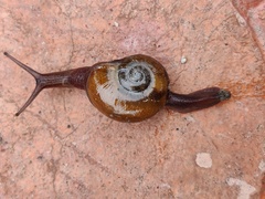 Macrochlamydinae