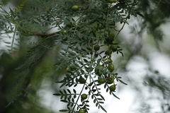 Bursera stenophylla