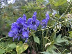 Aconitum nasutum