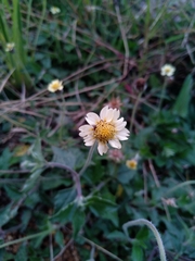 Tridax procumbens