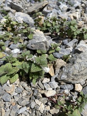 Lamium tomentosum