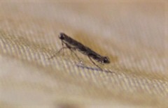 Neurobathra strigifinitella