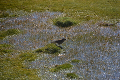 Cinclodes albiventris