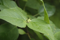 Croton morifolius