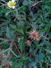 Tridax procumbens