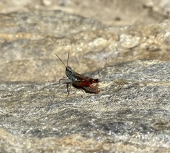 Chorthippus cialancensis