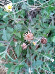 Tridax procumbens