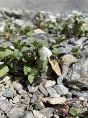 Lamium tomentosum