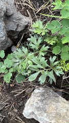 Pulsatilla ambigua