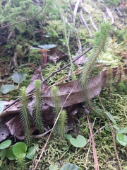 Phlegmariurus reflexus