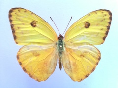 Phoebis marcellina