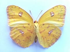 Phoebis marcellina