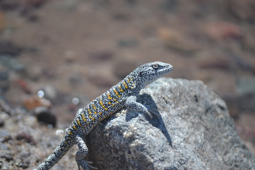 Fabian’s lizard, Liolaemus fabiani