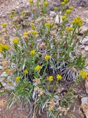 Petradoria pumila