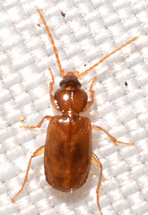 Micratopus aenescens