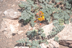 Hoffmannseggia doellii