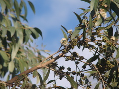 Eucalyptus oblonga