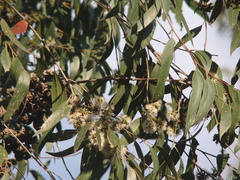 Eucalyptus oblonga