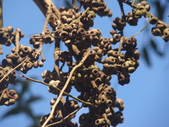 Eucalyptus oblonga
