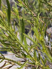 Baccharis