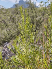 Baccharis