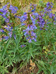 Penstemon watsonii